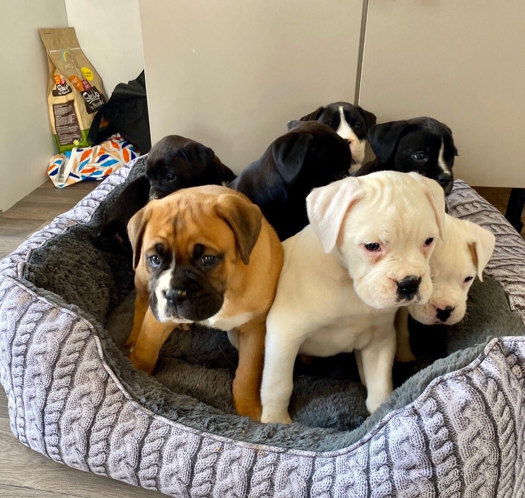 boxer puppies for sale near my location